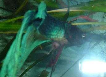 DSCF0278.webp