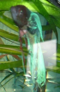 DSCF0284.webp