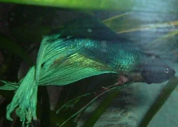DSCF0285.webp