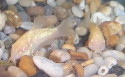 cories18.webp