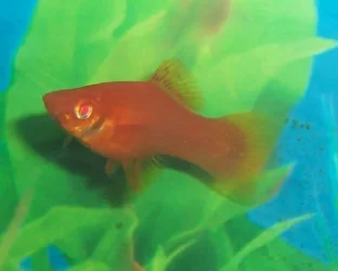 swordtail18gd.webp