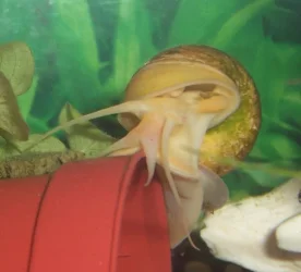 snail18gd.webp