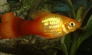 Sunburst_Platy2.webp