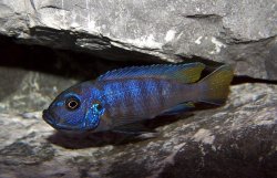 mpanga_female_1.jpg
