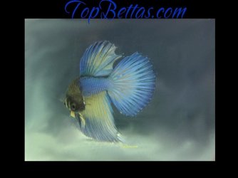 wallpaper_mg_topbettas1176x882.jpg