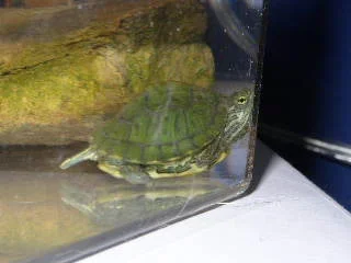 P1010010.webp