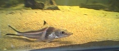 ornate_pimelodus.jpg