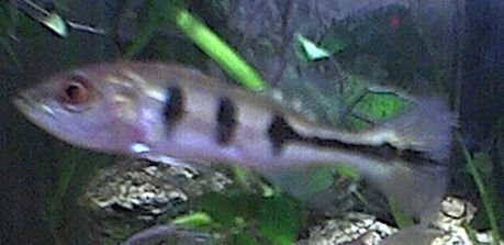 peacockbass.jpg