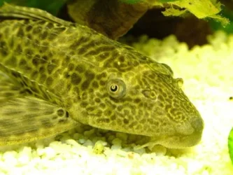 pleco_close_S.webp