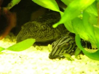 two_plecs_S.webp