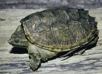 Snapper.webp