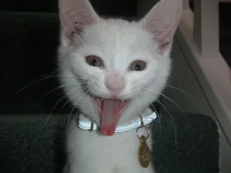 pictures_040.webp