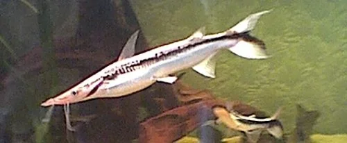 large_shovelnose.webp