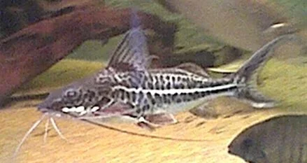 Pimelodus_albofasiatus.webp