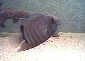 juvinile_severum.webp