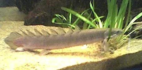 senegal_bichir3.webp