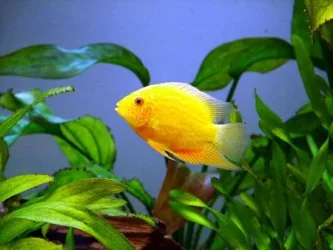 G_severum_S.webp