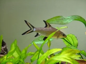 Bala_shark.webp