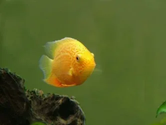 G_Severum_S__.webp