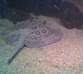 new_ray_pic.webp