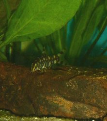 pokodot_loach.jpg