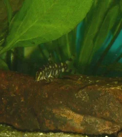 pokodot_loach.webp