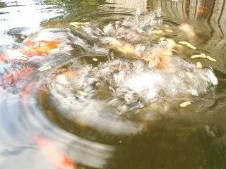 feeding_time.webp