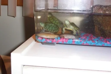 3_Turtles.webp