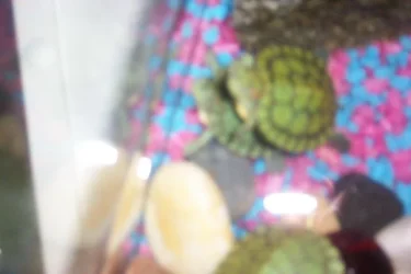 2TopTurtle.webp
