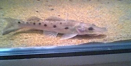 spotty_001.webp