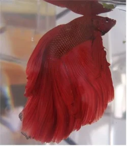 red.webp