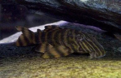 tigerplec.webp