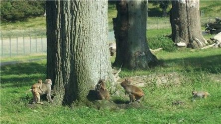 longleat26monkeys.jpg