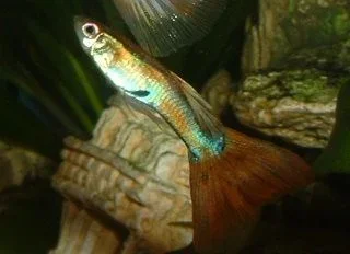 Young_Guppy.webp
