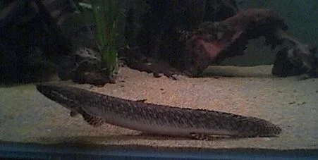 ornate_bichir_015.webp