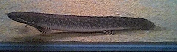 ornate_bichir_006.webp