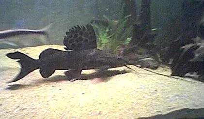 L_pictus_015.webp