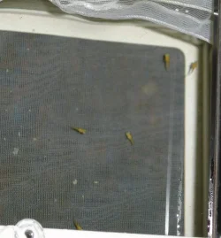1_Week_old_platy_Fry.webp