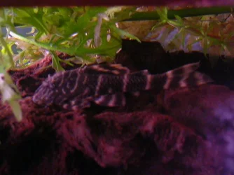 DSCN3435.webp