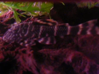 DSCN3437.webp