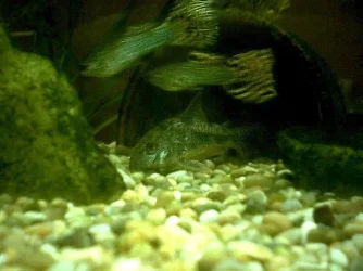 Two_Cobras_and_a_Catfish__Sectioned..webp