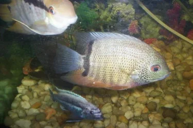 000_0394.webp