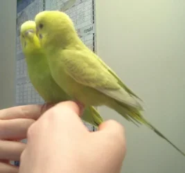 Yoshi_009.webp