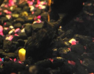 pleco_1.jpg