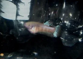 100_2933.webp