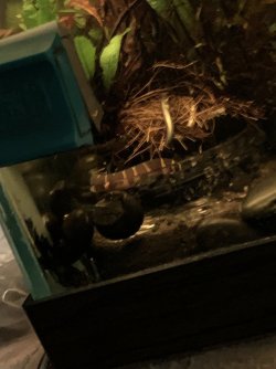 IMG_4185.jpeg