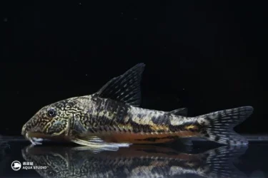 Scleromystax coded CW198.webp