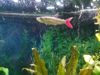 19451-6-pink-tailed-chalceus-ZEBVmT.webp