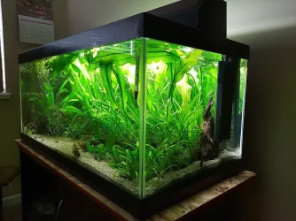 40g corner view May 2020.webp