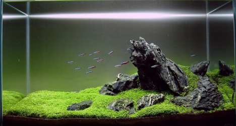 hipwee-Aquascape.png hipwee-Aquascape.png